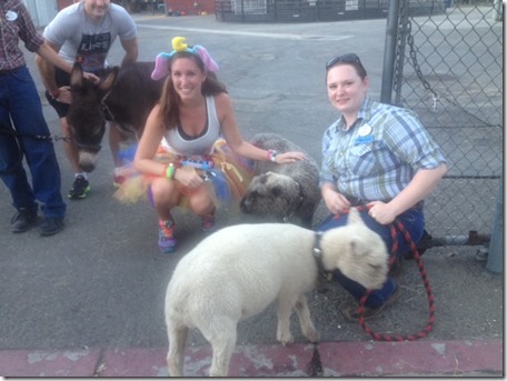 runDisney sheep runDisney sheep