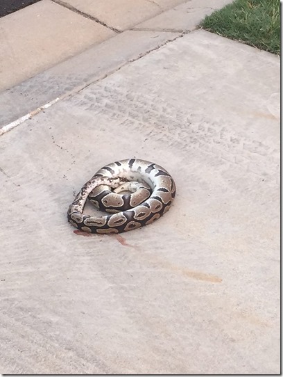 11225065_1029813393726164_746131859250733398_n