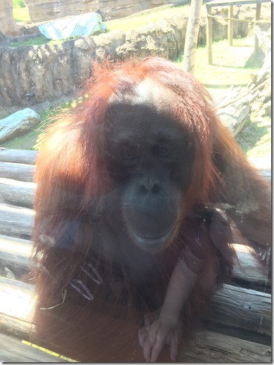 2017-04-01_11-54-54_787