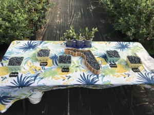 healthy blueberry protein smoothie