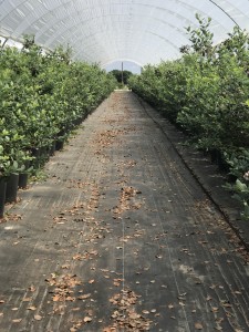 healthy blueberry protein smoothie