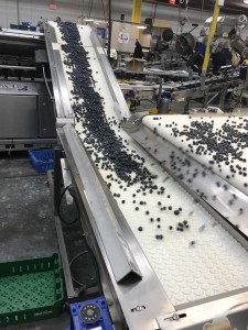 healthy blueberry protein smoothie