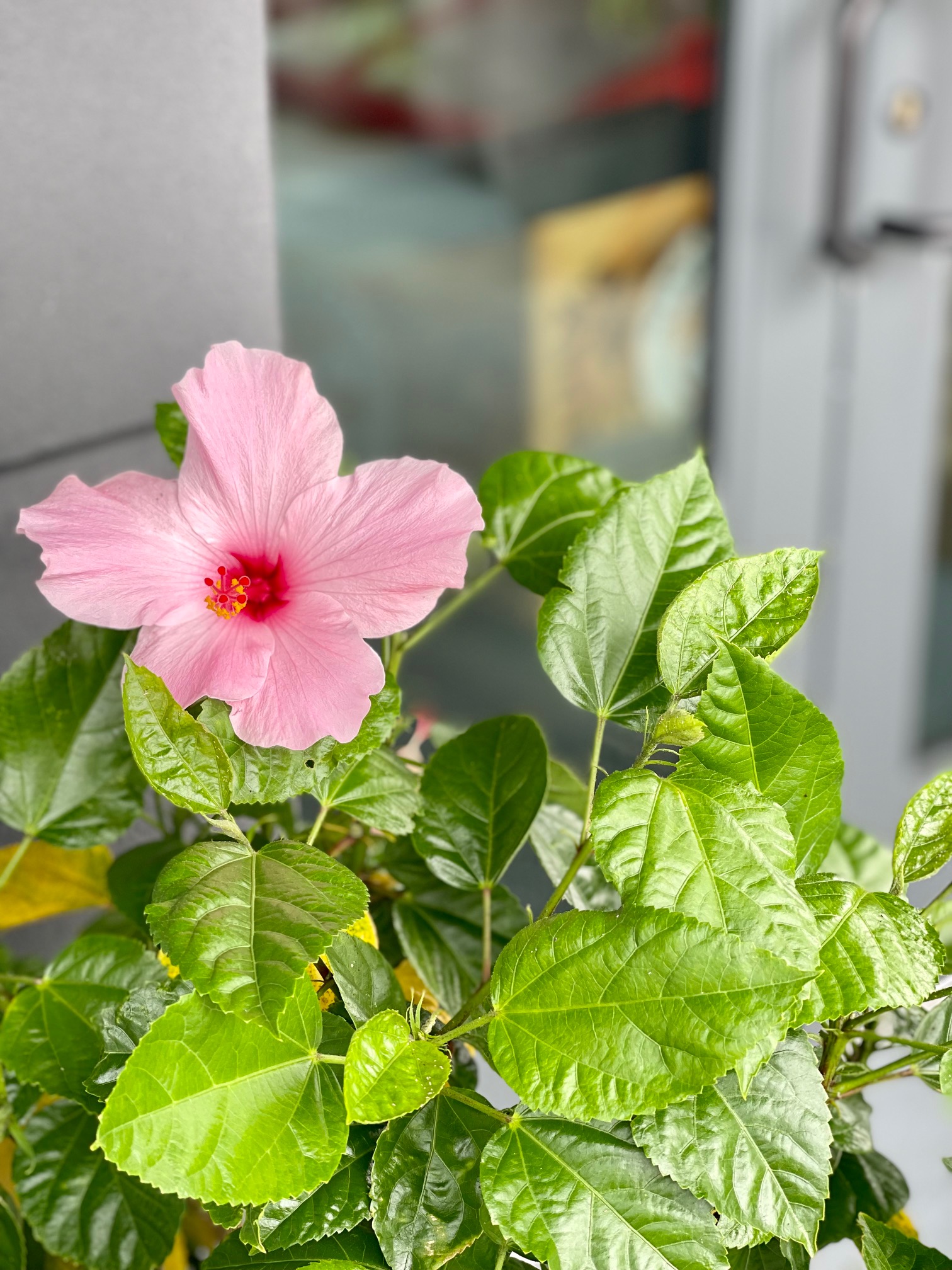 New Orleans rooftop bar